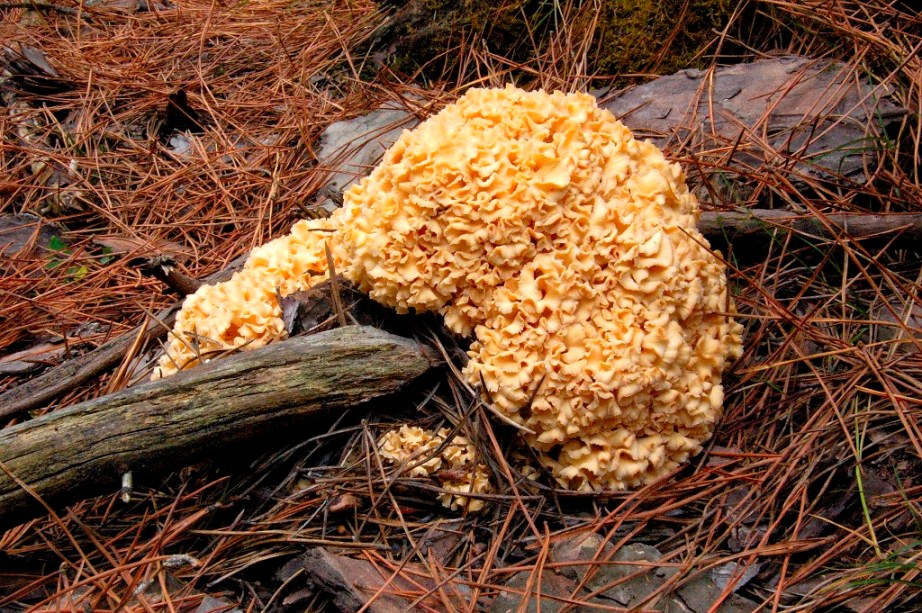 Mattinata a San Rossore